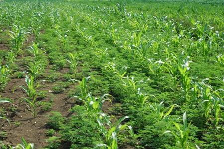 Obvestilo o obveznem zatiranju pelinolistne ambrozije 2